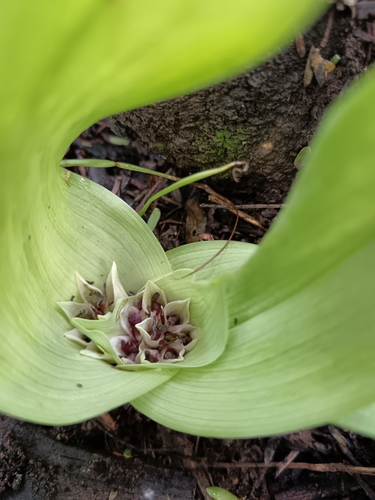 Colchicum burkei