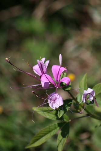 Volantines preciosos (Cleoserrata speciosa)