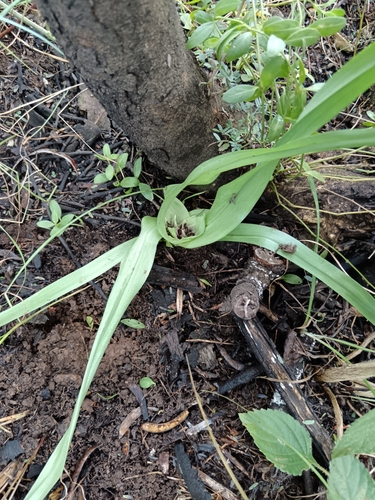 Colchicum burkei