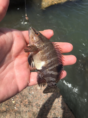 Serranus subligarius