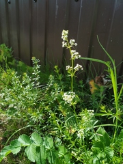 Galium mollugo