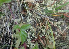 Eryngium aristulatum