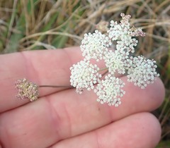 Perideridia gairdneri