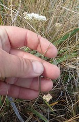 Perideridia gairdneri