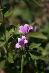 Cleoserrata speciosa