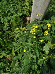 Rhamphospermum arvense