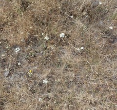 Perideridia gairdneri