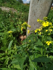 Rhamphospermum arvense