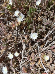Delosperma litorale