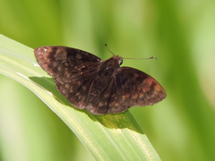 Pachyneuria licisca