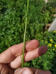Rhamphospermum arvense