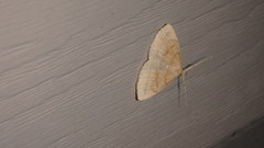 Chytolita morbidalis