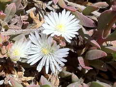 Delosperma litorale