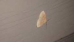 Chytolita morbidalis