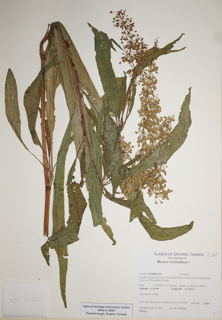 Swamp Dock From Canada Ontario LAMBTON County Woodlot On The West swamp-dock-from-canada-ontario-lambton-county-woodlot-on-the-west