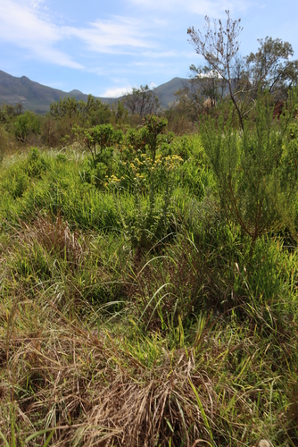 Image of Helichrysum foetidum by (c) Tony Rebelo, some rights reserved (CC BY-SA)