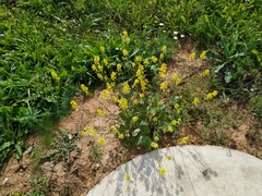 Rhamphospermum arvense