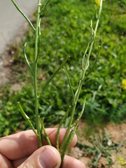 Rhamphospermum arvense