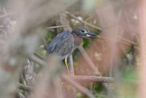 White-backed Night Heron