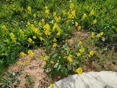 Rhamphospermum arvense