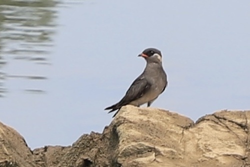 Rock Pratincole (Rufous-naped)