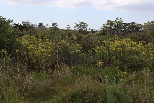 Image of Helichrysum foetidum by (c) Tony Rebelo, some rights reserved (CC BY-SA)