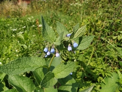 Symphytum caucasicum