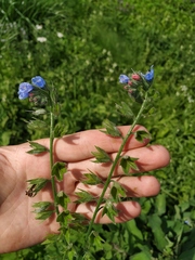 Symphytum caucasicum