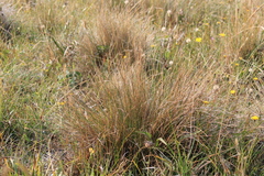 Deschampsia cespitosa holciformis