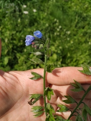 Symphytum caucasicum