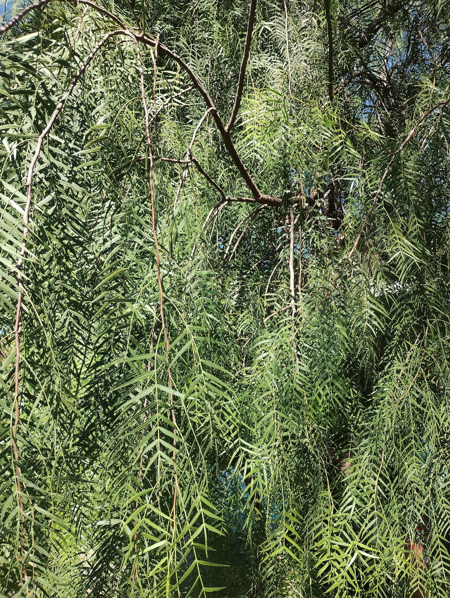 Schinus molle