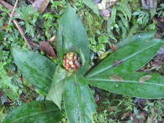 Costus laevis