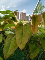 Reynoutria sachalinensis
