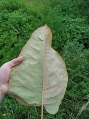 Reynoutria sachalinensis
