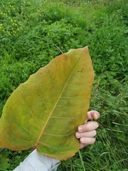 Reynoutria sachalinensis