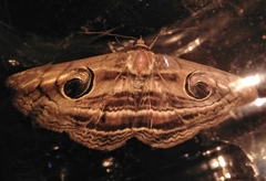 Spirama
