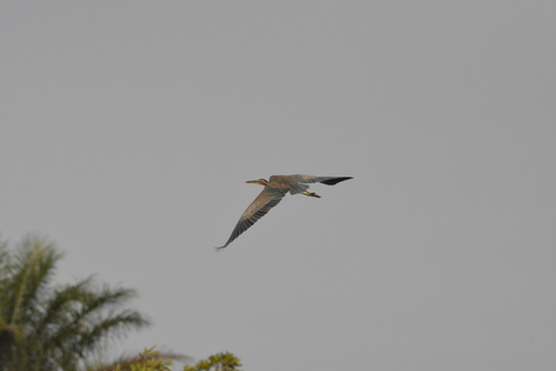 Purple Heron