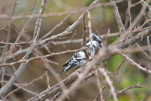 Pied Kingfisher