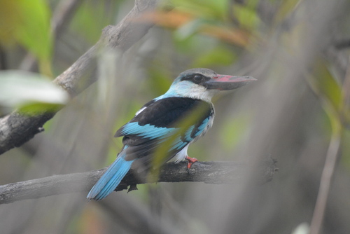 Blue-breasted Kingfisher