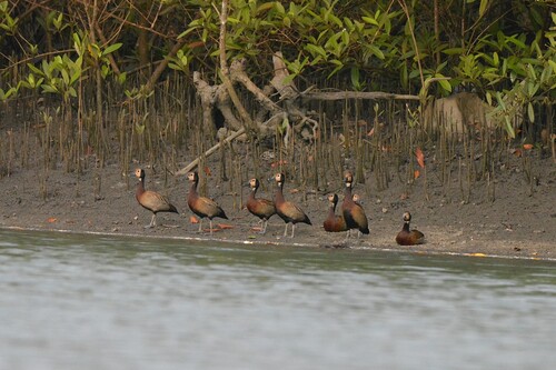 White-faced Whistling-Duck