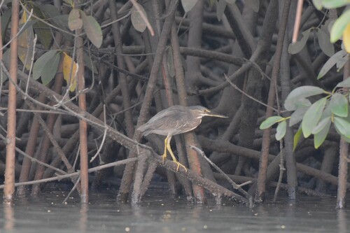 Little Heron