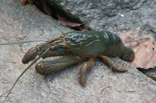 Atya gabonensis Giebel