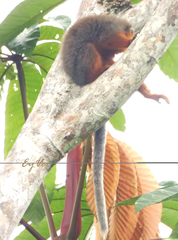 Plecturocebus discolor