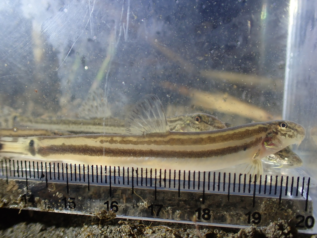 Large Stripe Spine Loach