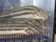 Large Stripe Spine Loach photo 2