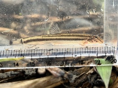 Large Stripe Spine Loach photo 3