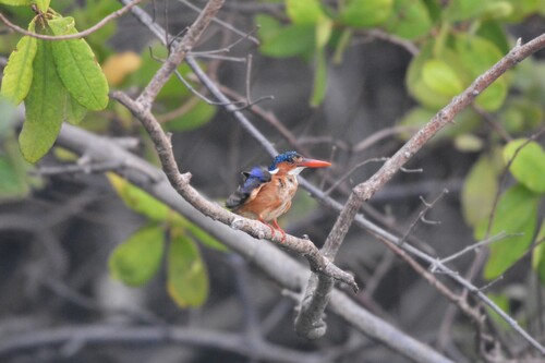 Malachite Kingfisher