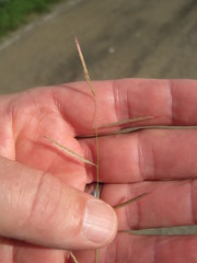 Bouteloua trifida
