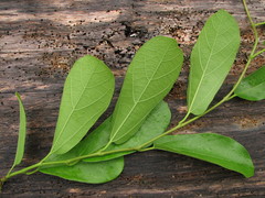Aristolochia maxima
