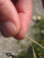 Bouteloua trifida